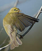 Willow Warbler