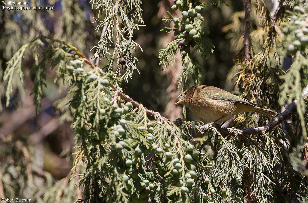 Brown Woodland Warbler