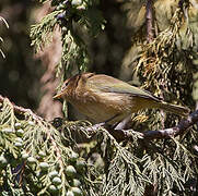 Brown Woodland Warbler