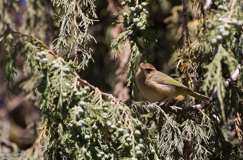 Brown Woodland Warbleradult