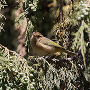 Brown Woodland Warbler