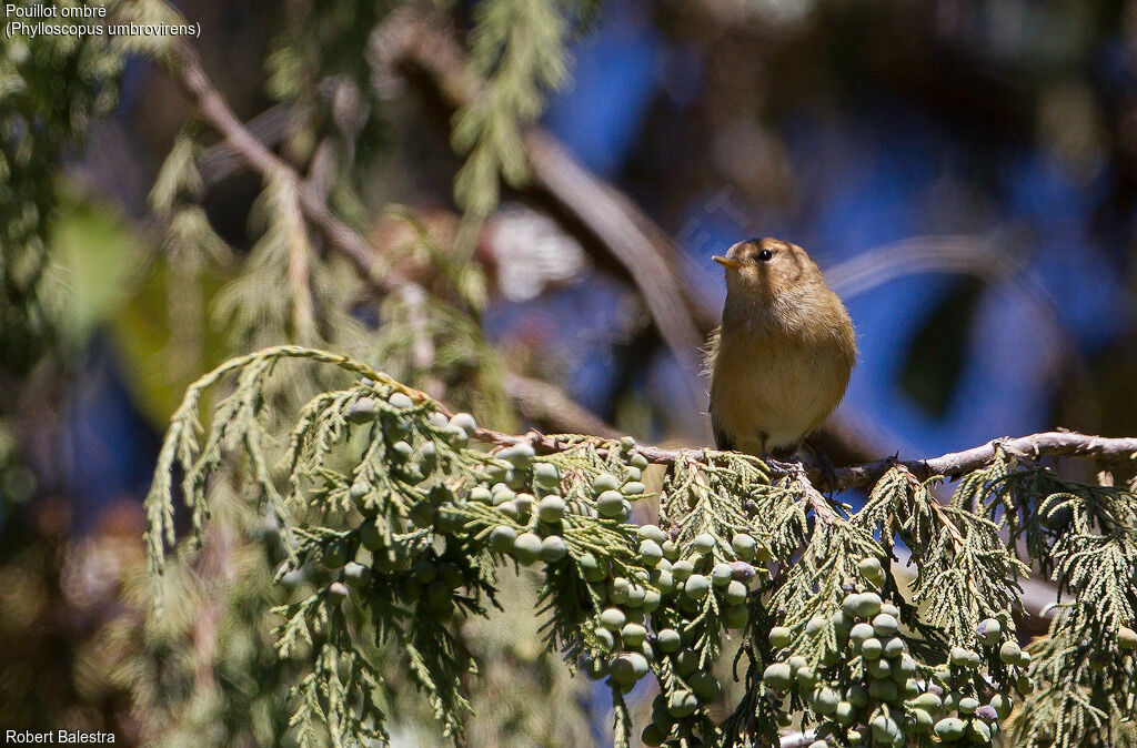 Brown Woodland Warbler