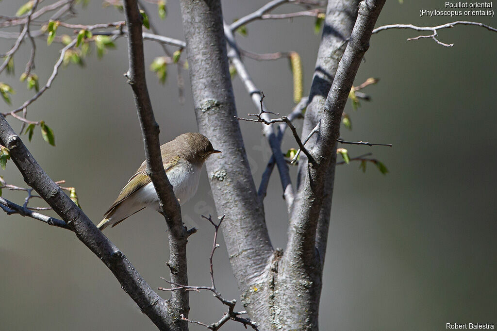 Eastern Bonelli's Warbler