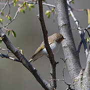 Eastern Bonelli's Warbler