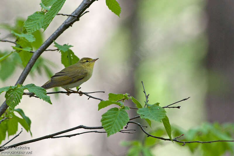 Wood Warbleradult, habitat