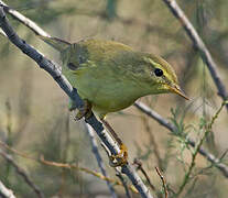 Wood Warbler