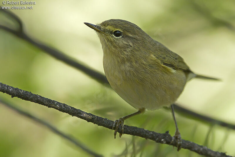 Common Chiffchaff