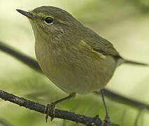 Common Chiffchaff