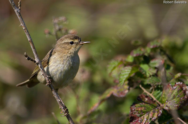 Common Chiffchaff