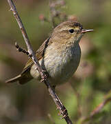 Common Chiffchaff