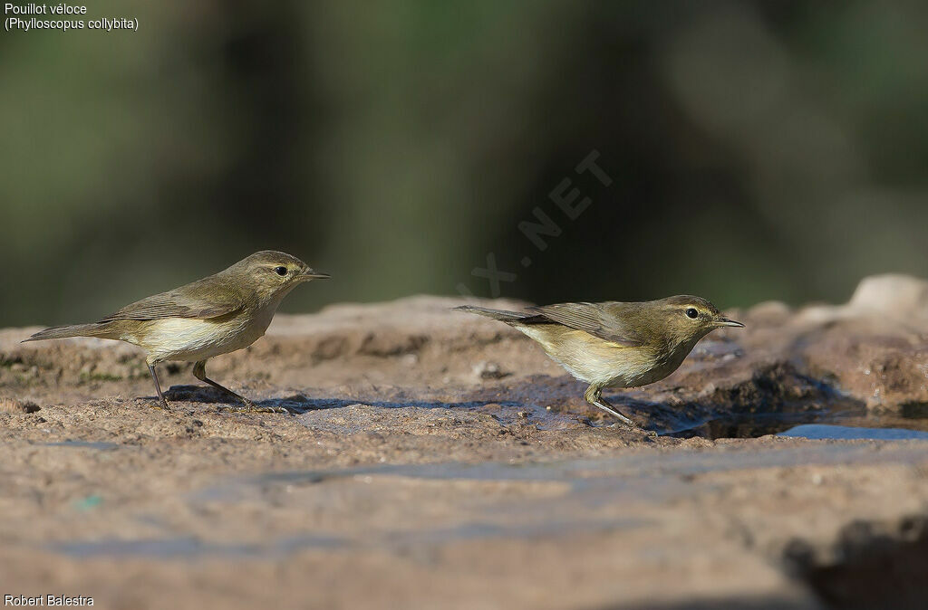 Common Chiffchaff