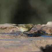 Common Chiffchaff