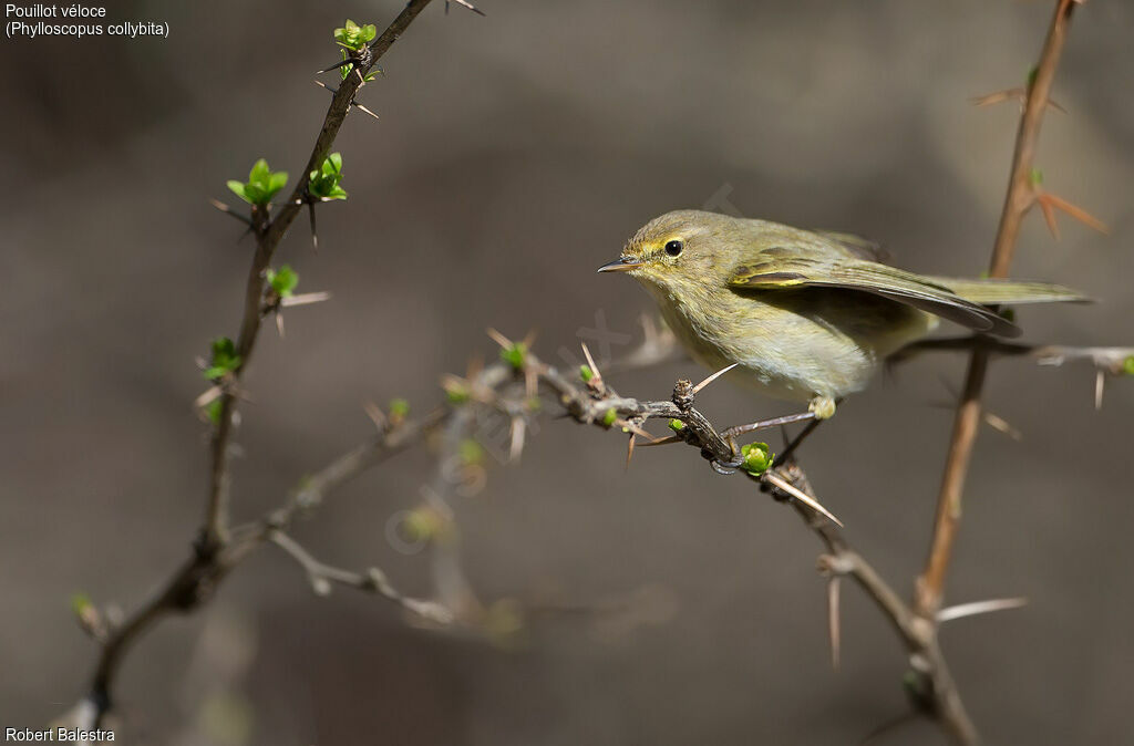 Common Chiffchaff