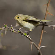 Common Chiffchaff