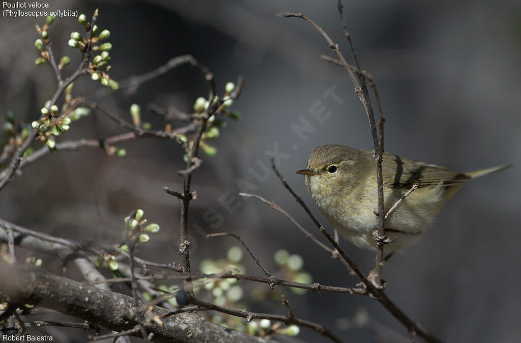 Common Chiffchaff