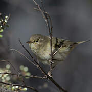 Common Chiffchaff