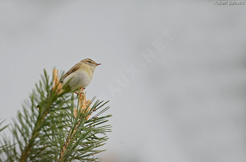 Greenish Warbler male, song