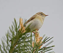 Greenish Warbler