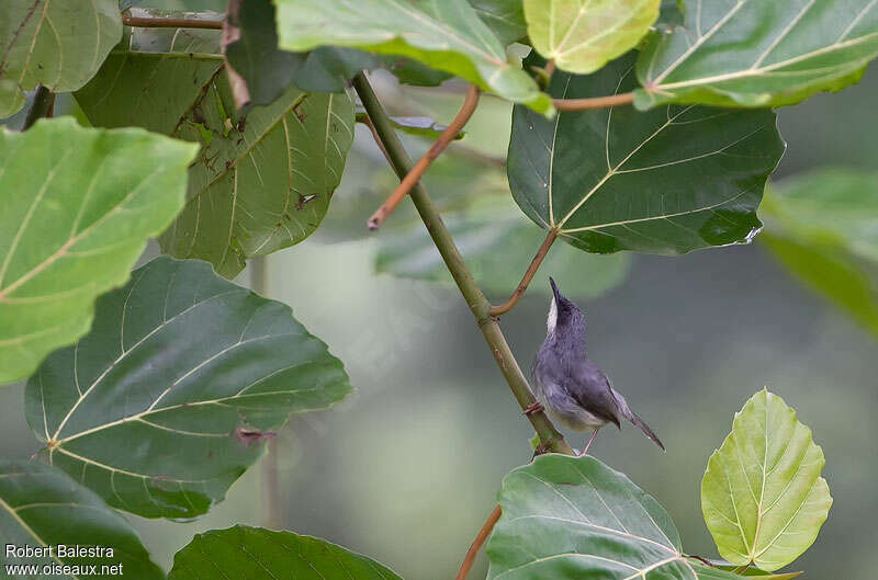 Prinia à gorge blancheadulte, habitat, pigmentation, pêche/chasse