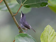 White-chinned Prinia