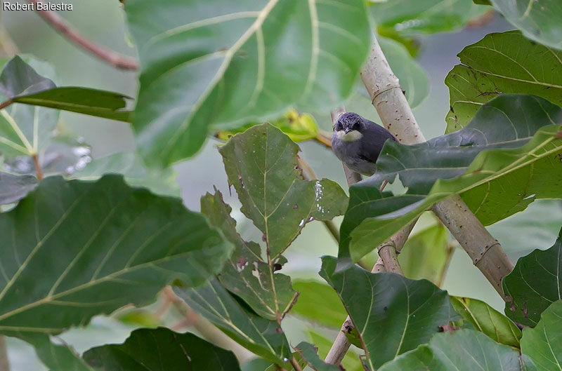 White-chinned Prinia