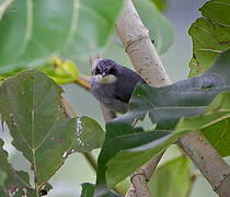 White-chinned Prinia