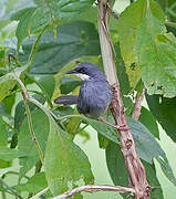 White-chinned Prinia