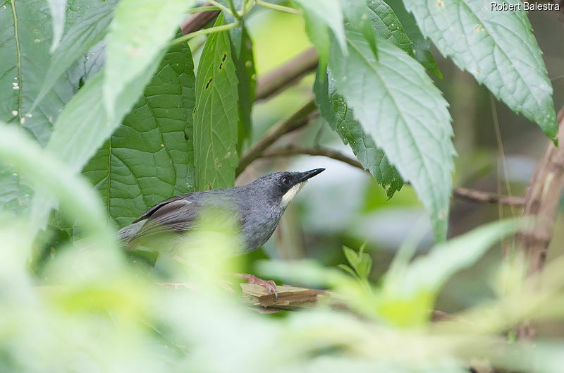 Prinia à gorge blanche