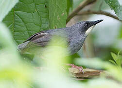 White-chinned Prinia