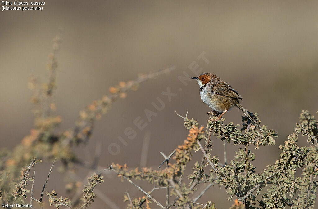 Rufous-eared Warbler