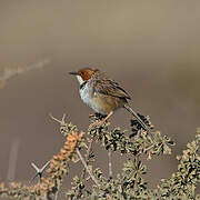 Rufous-eared Warbler