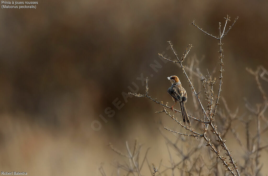 Prinia à joues rousses