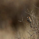 Prinia à joues rousses