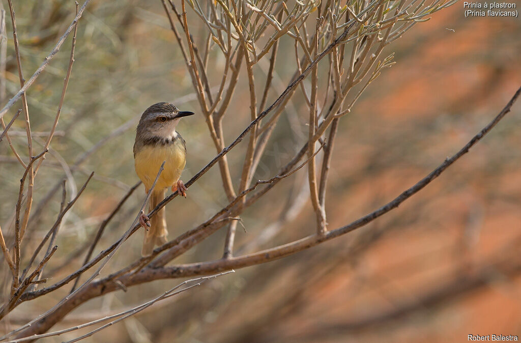 Black-chested Prinia