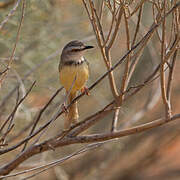 Prinia à plastron