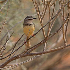 Prinia à plastron