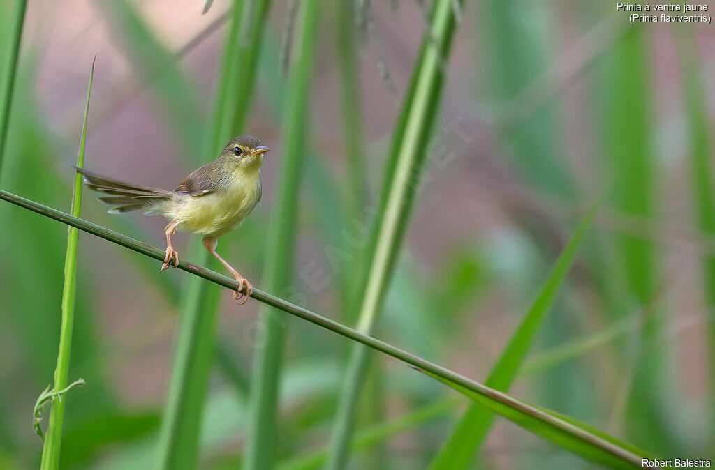 Prinia à ventre jaune