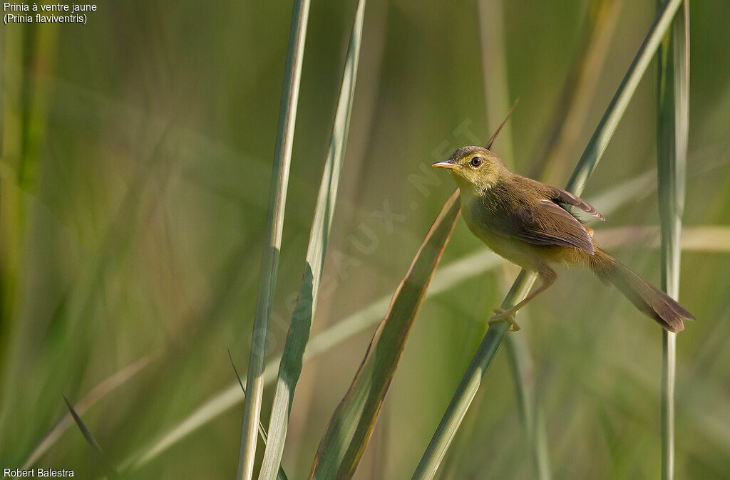 Prinia à ventre jaune