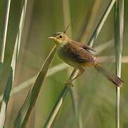 Yellow-bellied Prinia