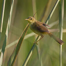 Prinia à ventre jaune