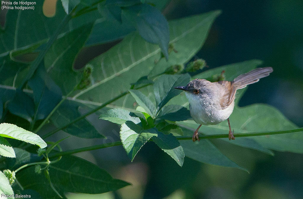 Prinia de Hodgson