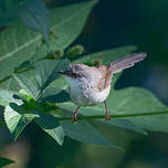 Prinia de Hodgson