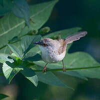 Prinia de Hodgson