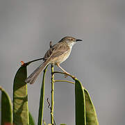 Delicate Prinia