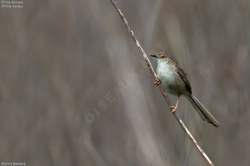 Prinia délicate