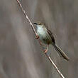 Prinia délicate