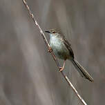 Prinia délicate