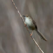 Delicate Prinia