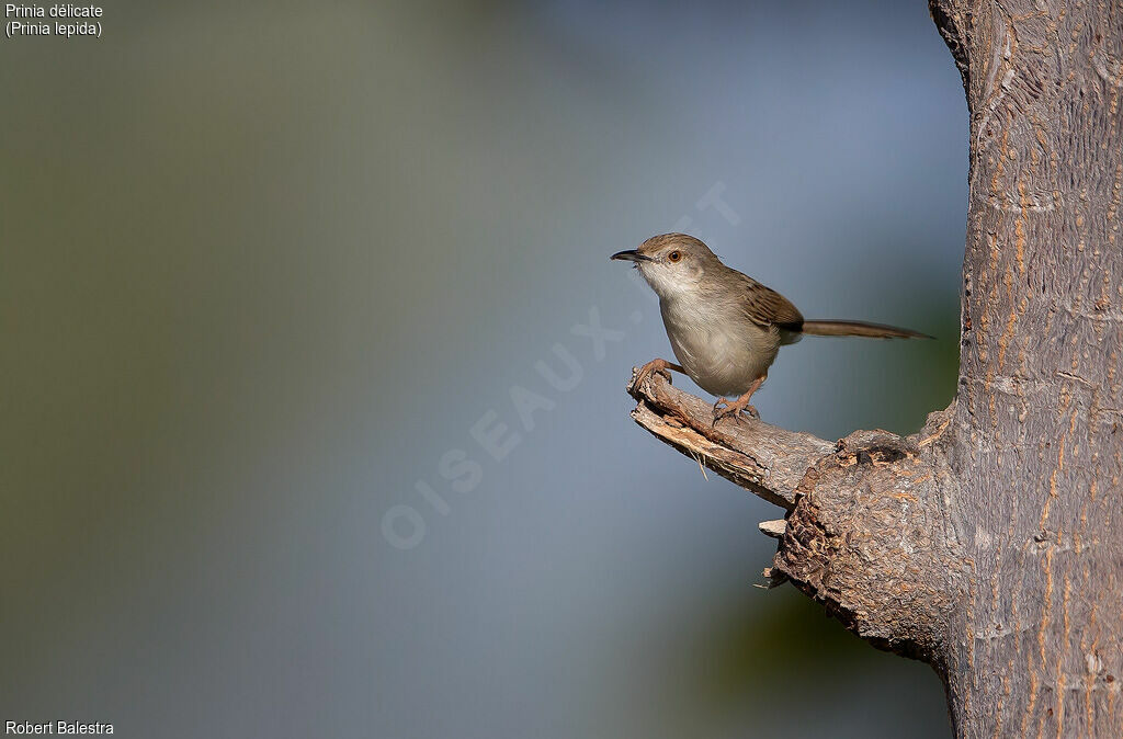 Delicate Prinia, identification