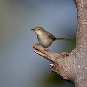 Delicate Prinia